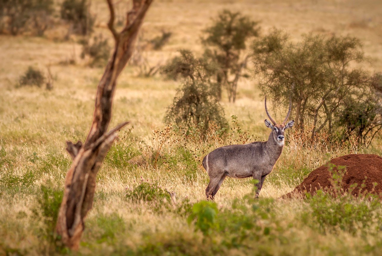 Entorno Tanzania 1