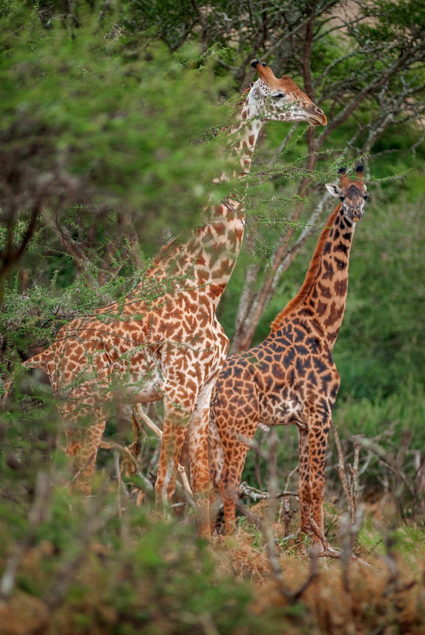 Entorno Tanzania 3