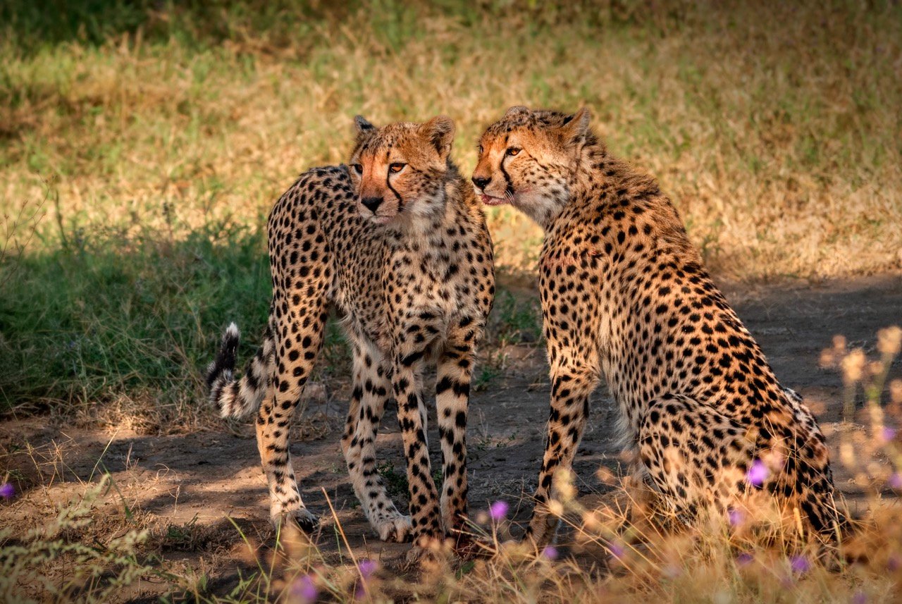 Entorno Tanzania 4
