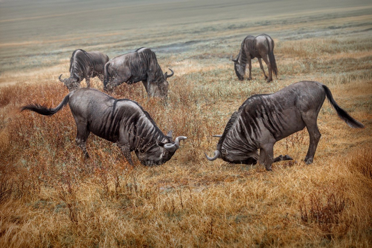 Entorno Tanzania 9