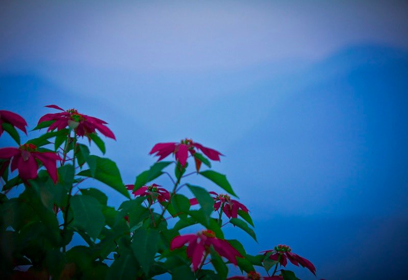 Fotografía Misión Nagaland India por Rita Villanueva, registro 44